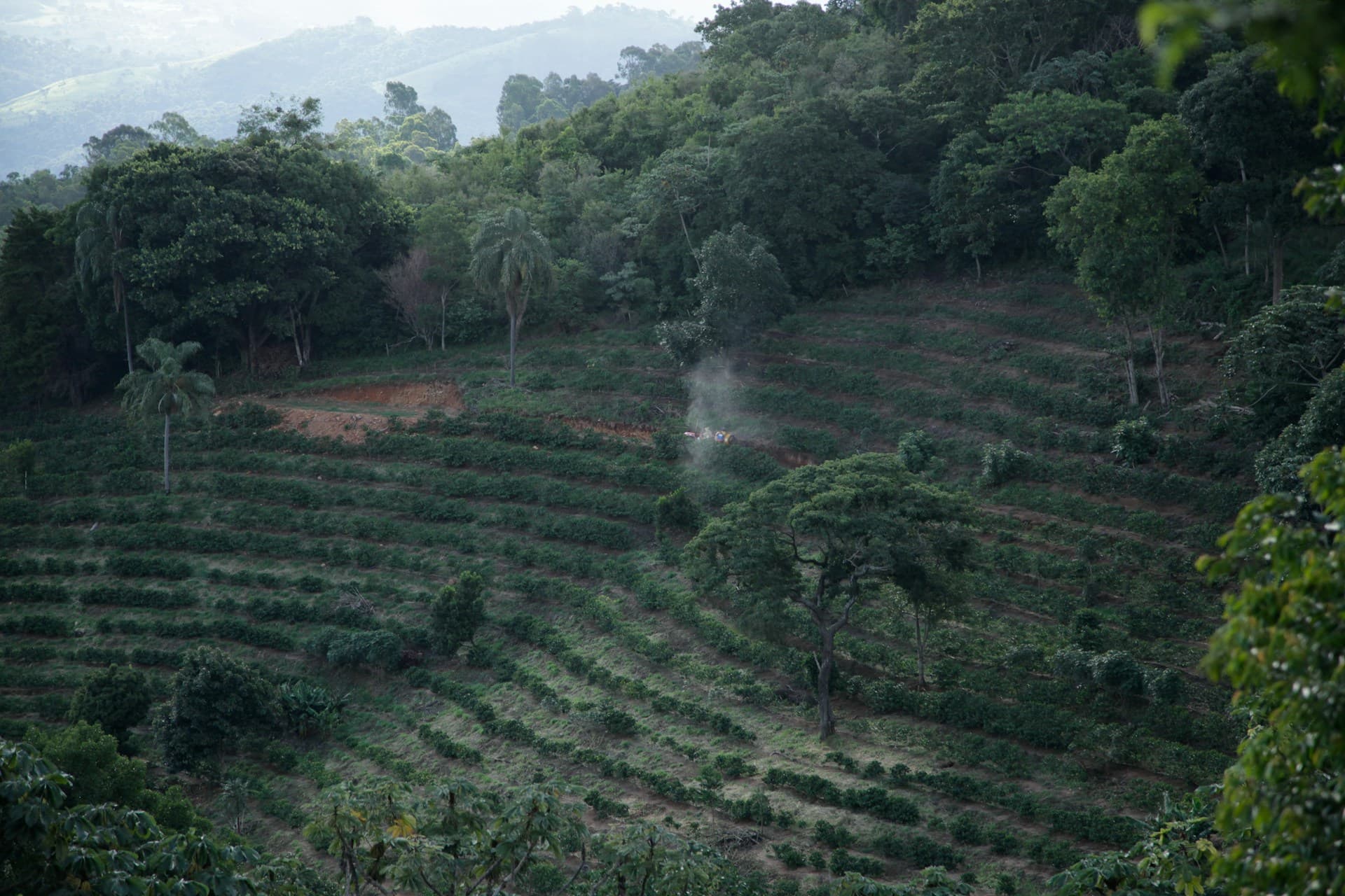 Coffee estate management