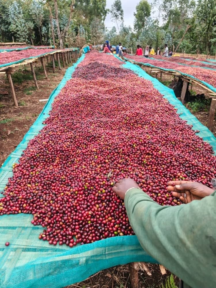 Coffee shipment preparation