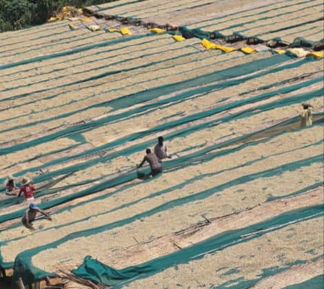 Rich red soil — Buno family estates
