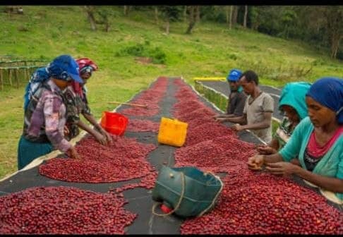 Coffee logistics coordination
