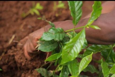 Coffee seeding