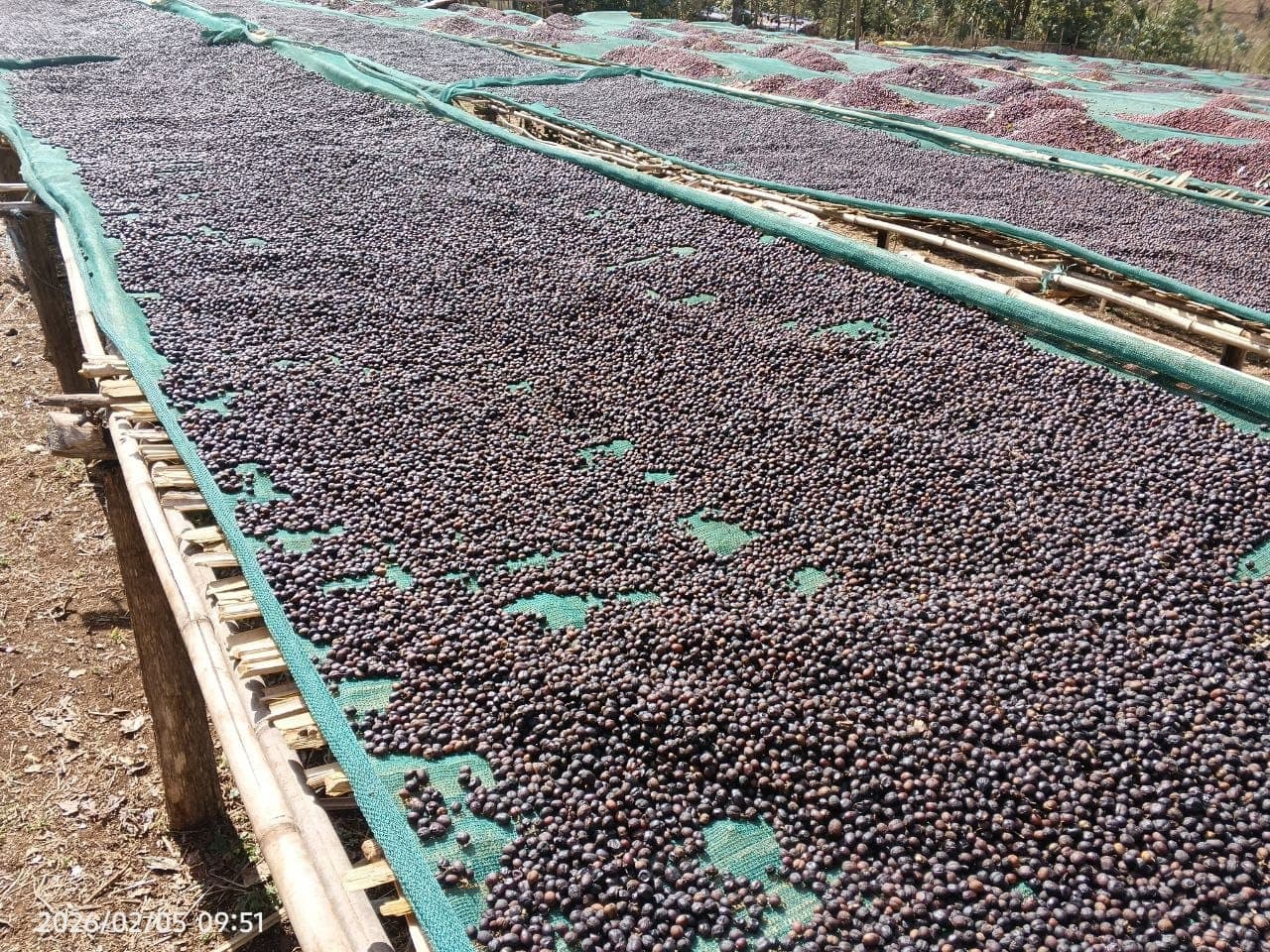 Coffee processing facility