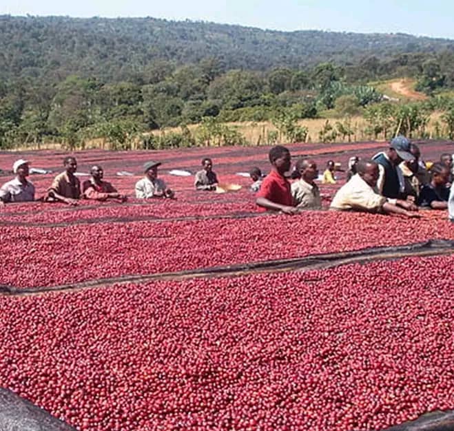 Quality checking coffee beans