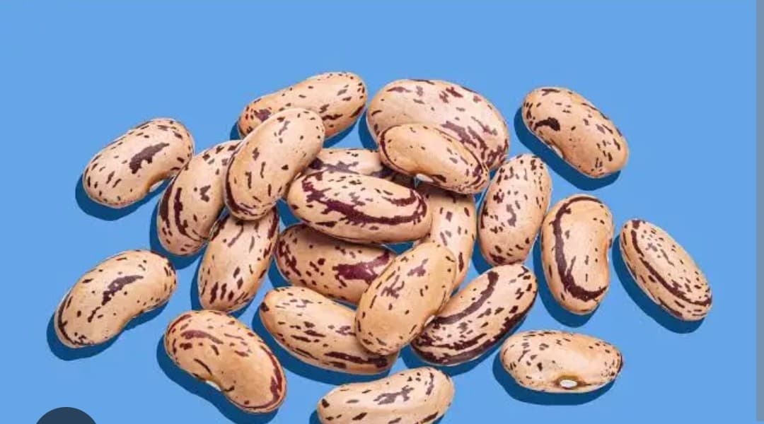 Quality red bean harvest