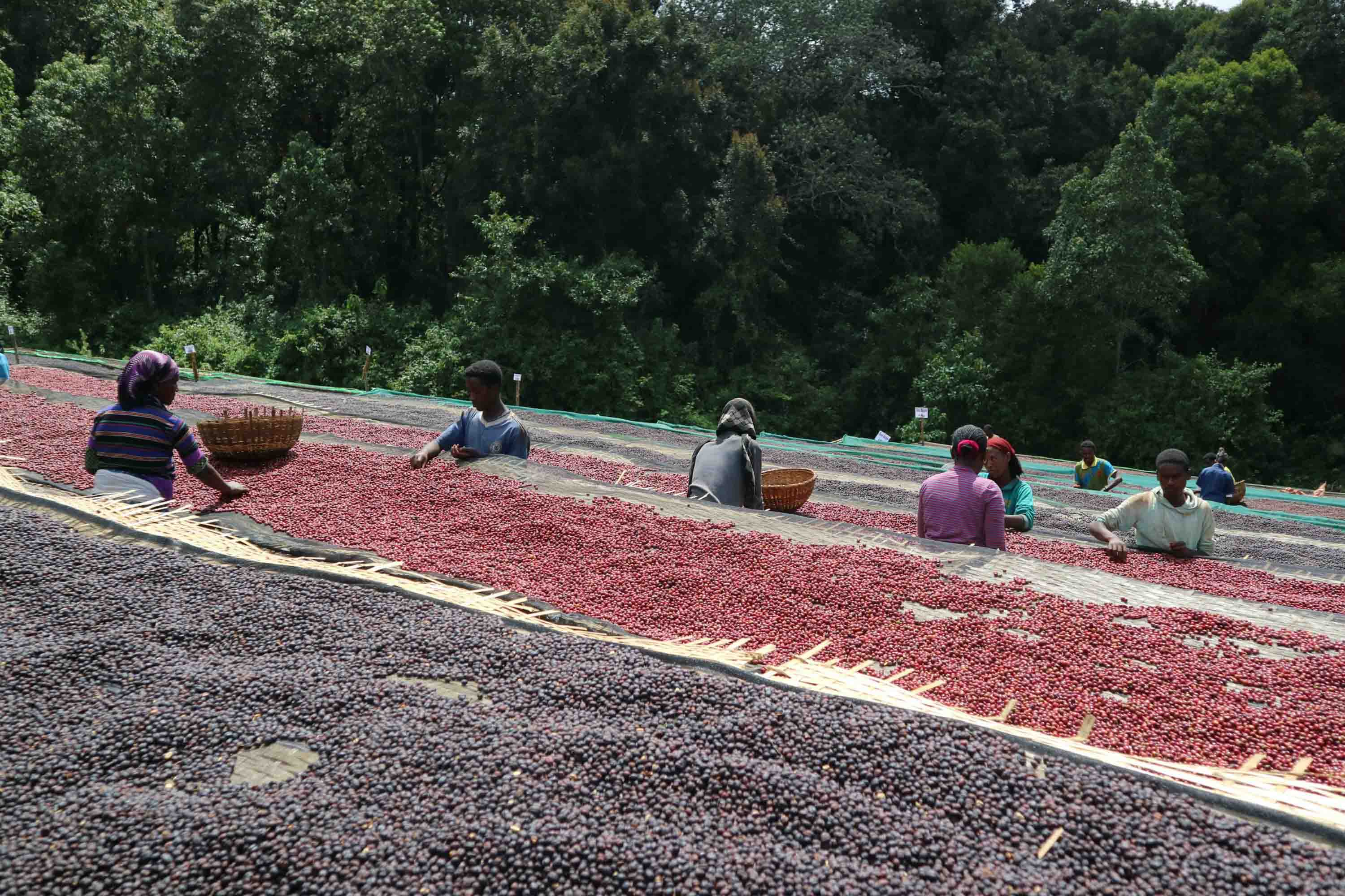 Guji Highland - Premium Coffee Growing Region