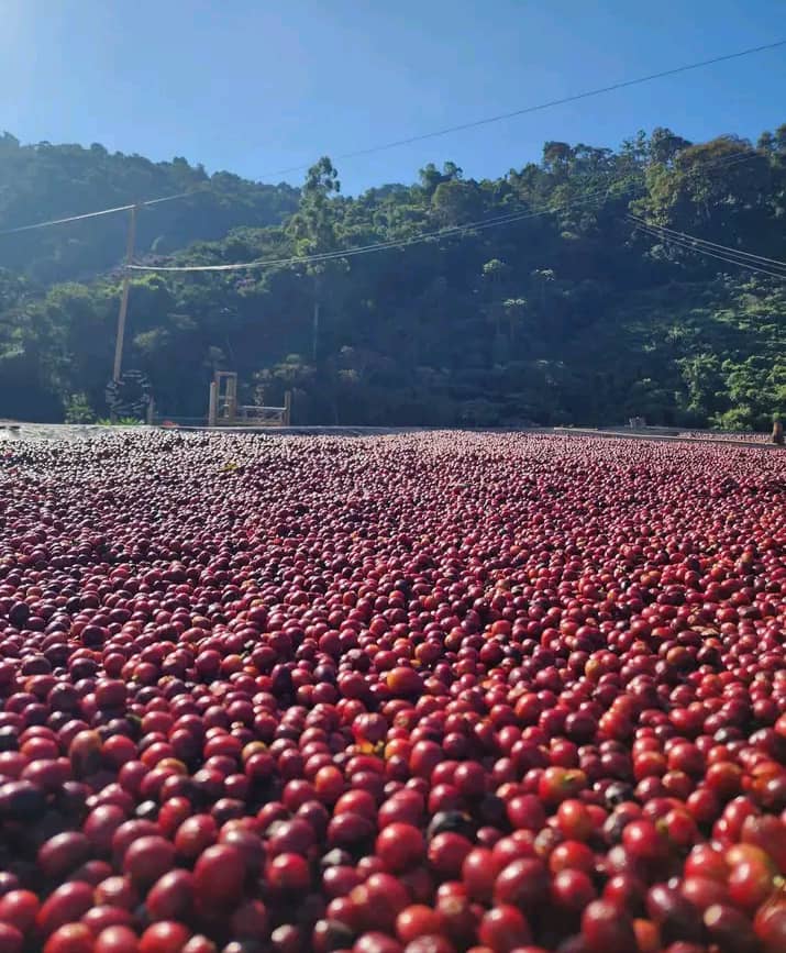 Premium Gujii Specialty Coffee