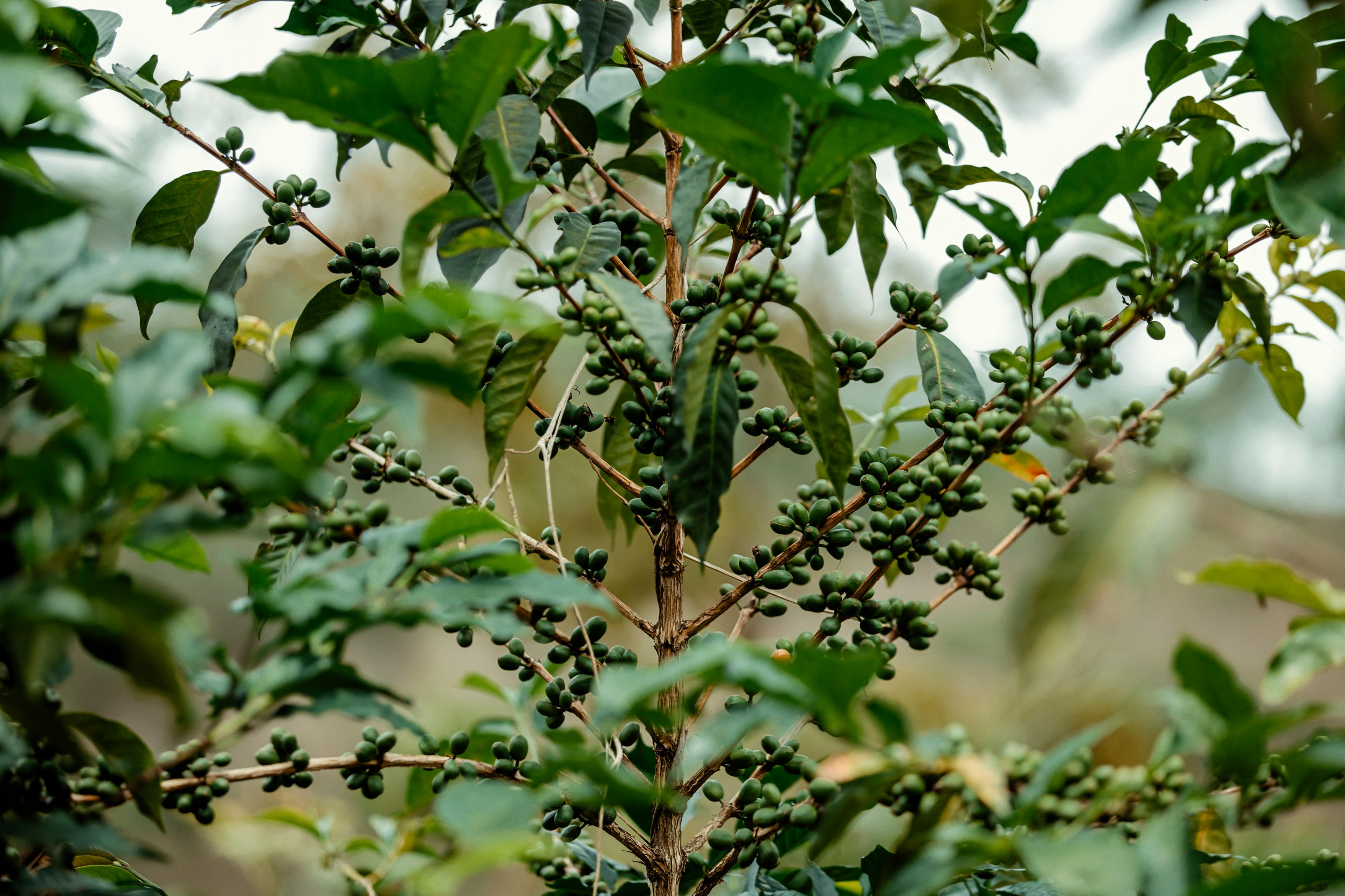 Buno Family Trading — agriculture operations